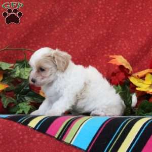 Skylark, Maltipoo Puppy